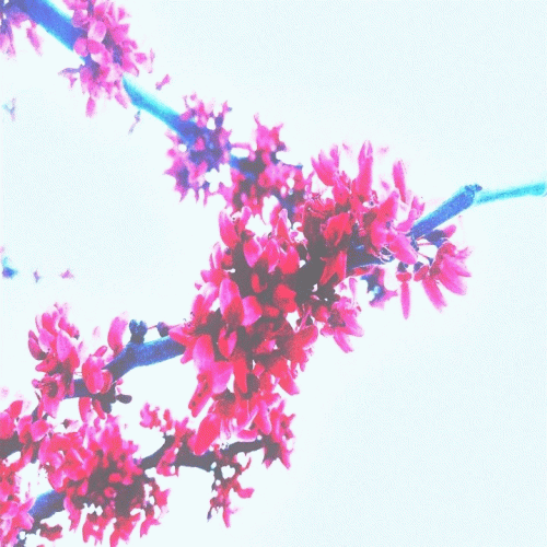 Sadness (USA) : Compilation II